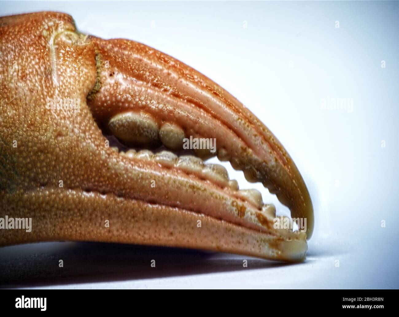 Delicacy claw hires stock photography and images Alamy