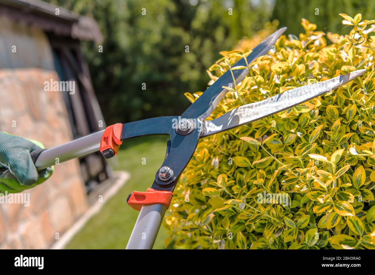 Gardener Using Loppers To Trim Hedges On Private Property Stock Photo
