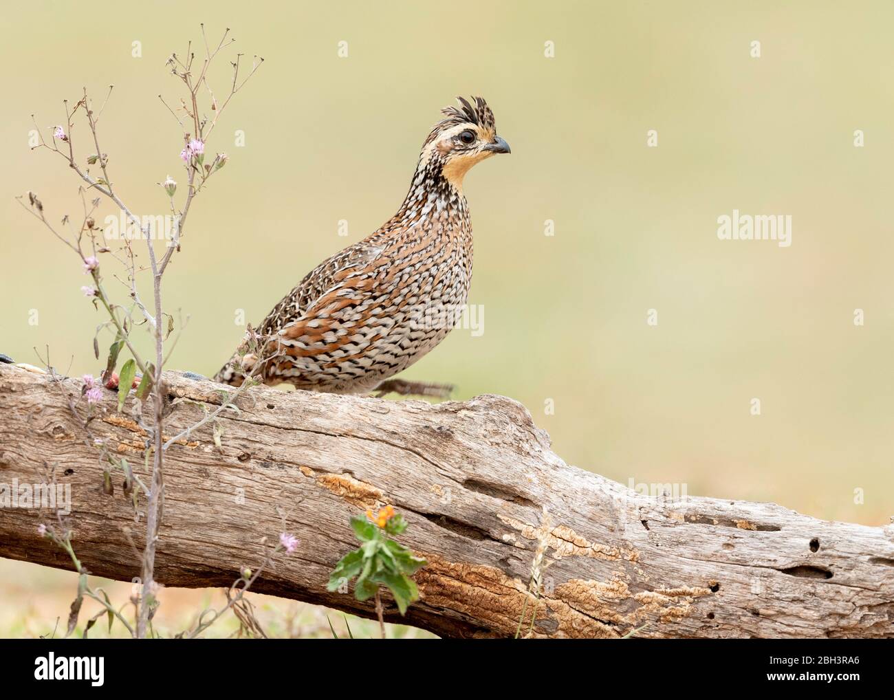 Northern Bobwhite (Colinus virginianus), Laguna Seca Ranch, Rio Grande Valley, Texas, USA Stock Photo