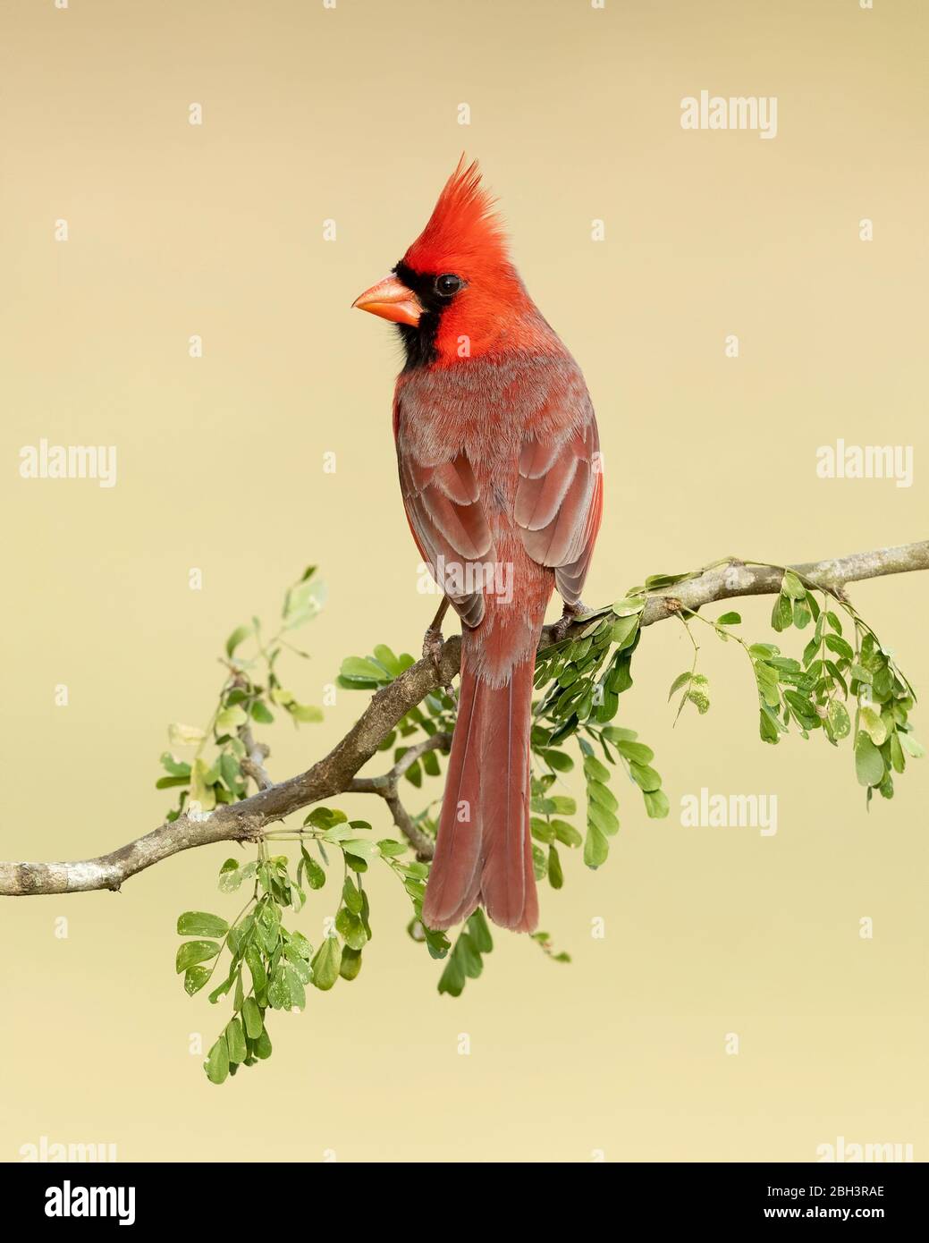 Northern Cardinal (Cardinalis cardinalis), Laguna Seca Ranch, Rio Grande Valley, Texas, USA Stock Photo