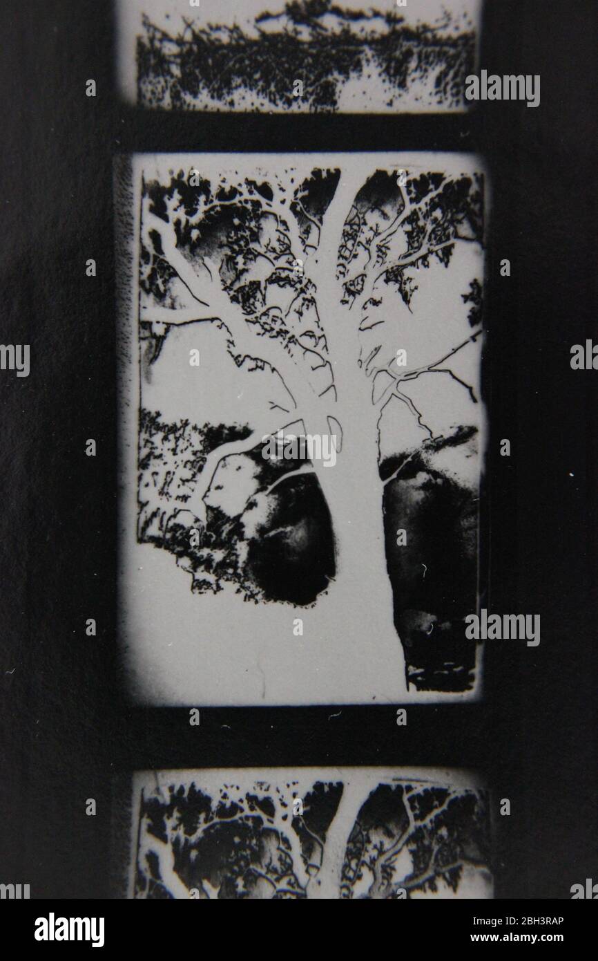 Fine 70s vintage extreme high contrast contact print photography of a tree standing in the clearing Stock Photo
