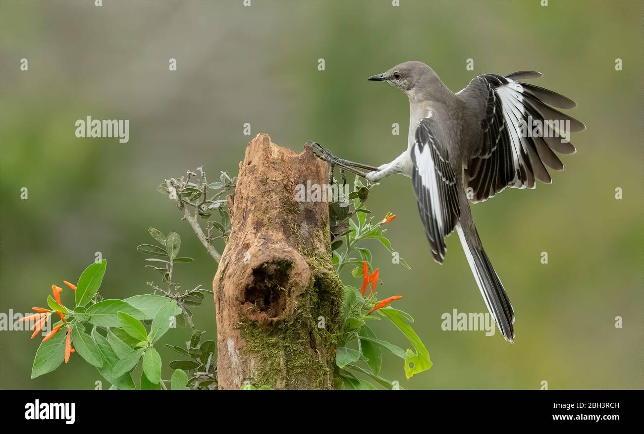 Northern Mockingbird (Mimus polyglottos) Rio Grande Valley, Texas, USA Stock Photo