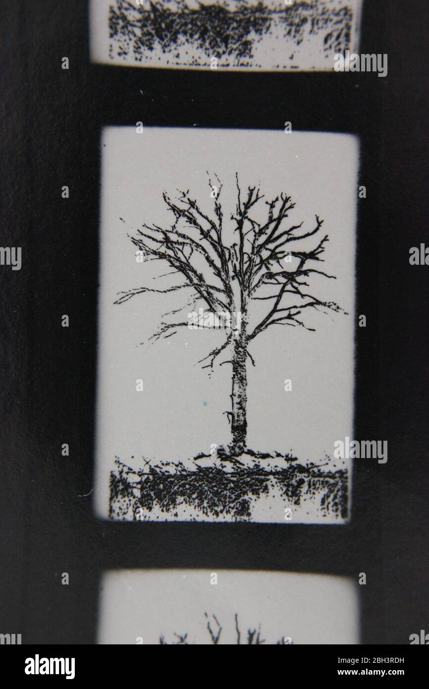 Fine 70s vintage extreme high contrast contact print photography of a tree standing in the clearing Stock Photo