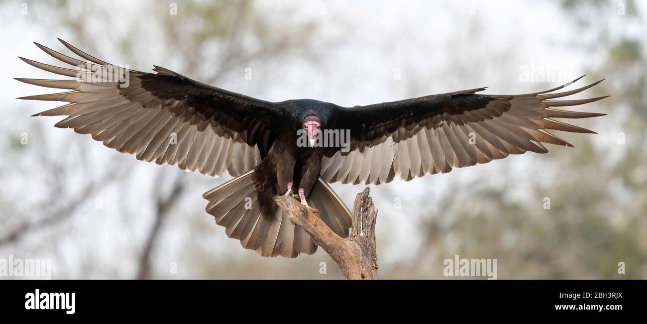 Rio Grande Turkey High Resolution Stock Photography And Images Alamy