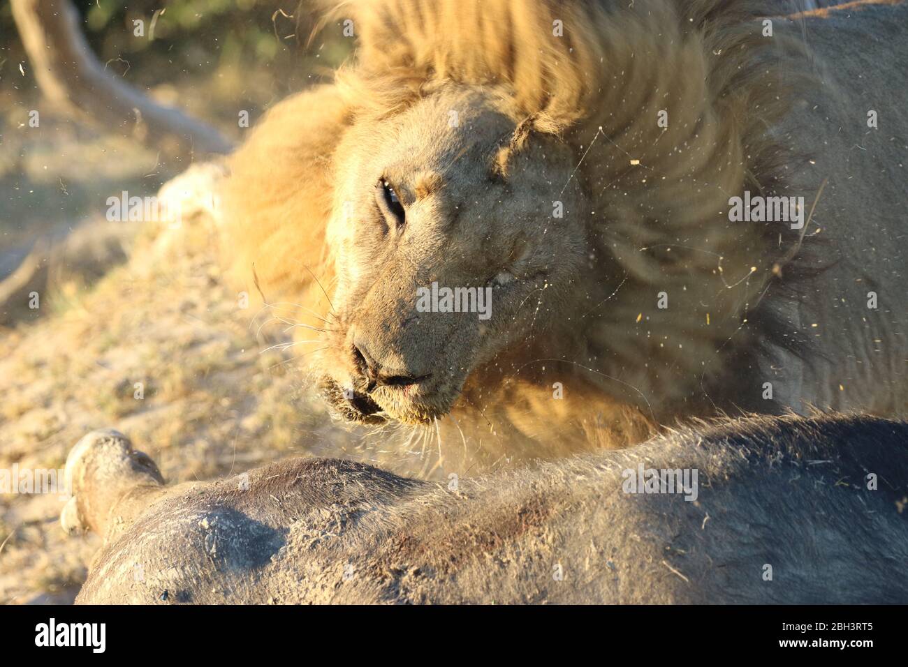 Male lion feeding on a carcass Stock Photo