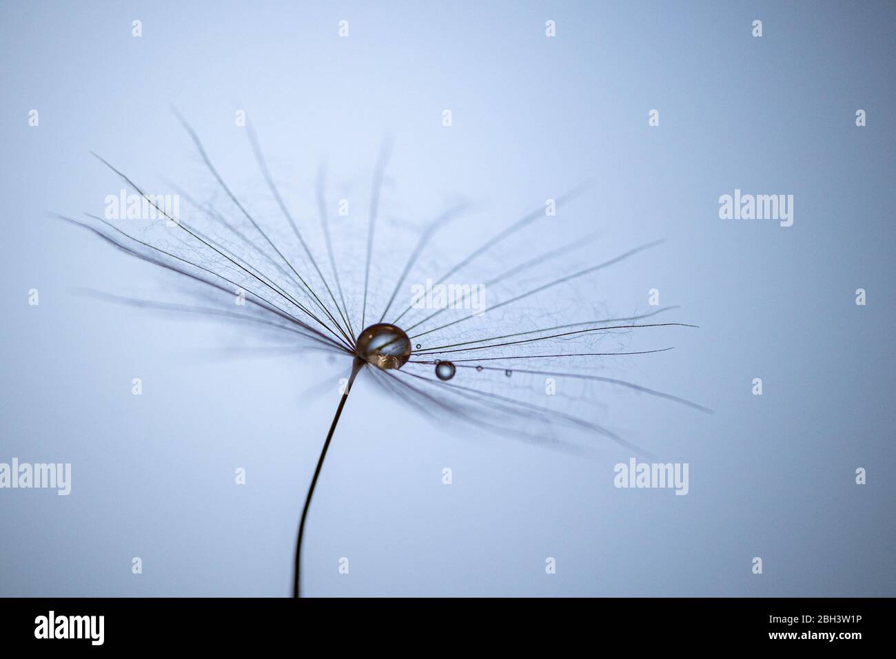 Dandelion, taraxacum, seeds with raindrops against a bright blue background in a studio. Macro, Selective focus. Stock Photo
