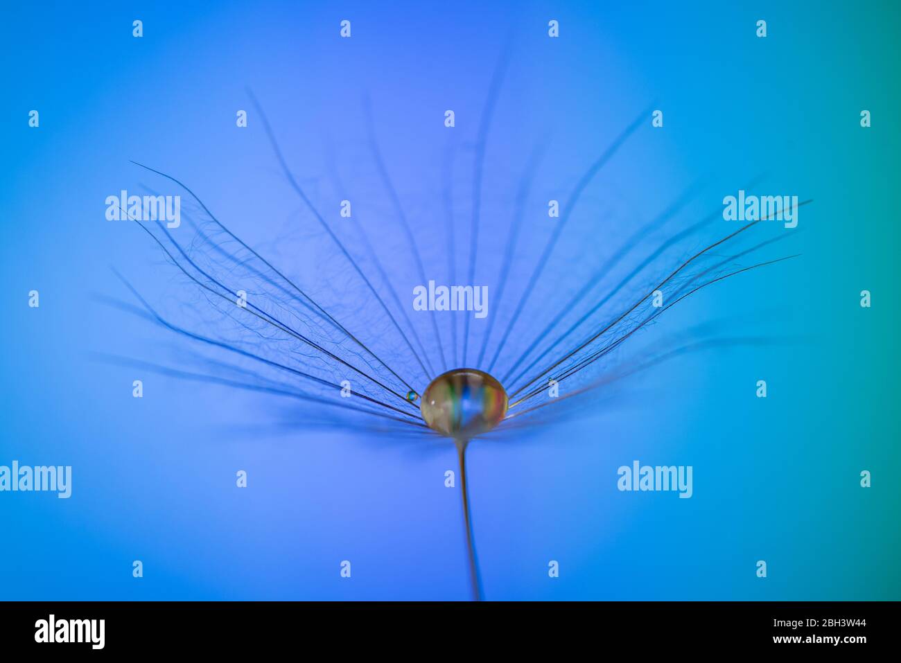 Dandelion, taraxacum, seeds with raindrops against a bright blue background in a studio. Macro, Selective focus. Stock Photo