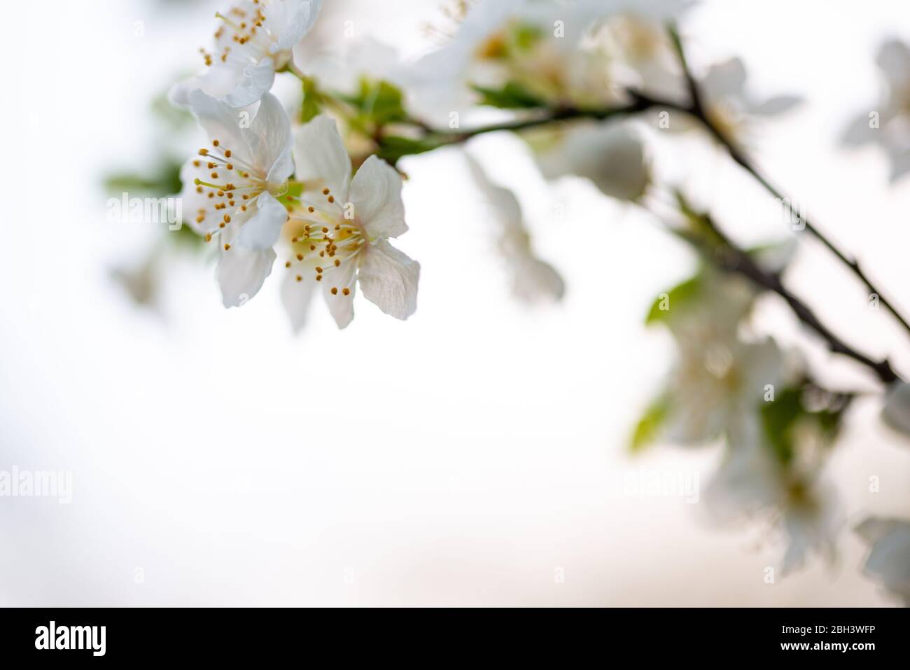 Tree blossom in full bloom. Cherry flowers in small clusters on a fruit tree branch, fading in to white. Shallow depth of field. Focus on center flowe Stock Photo