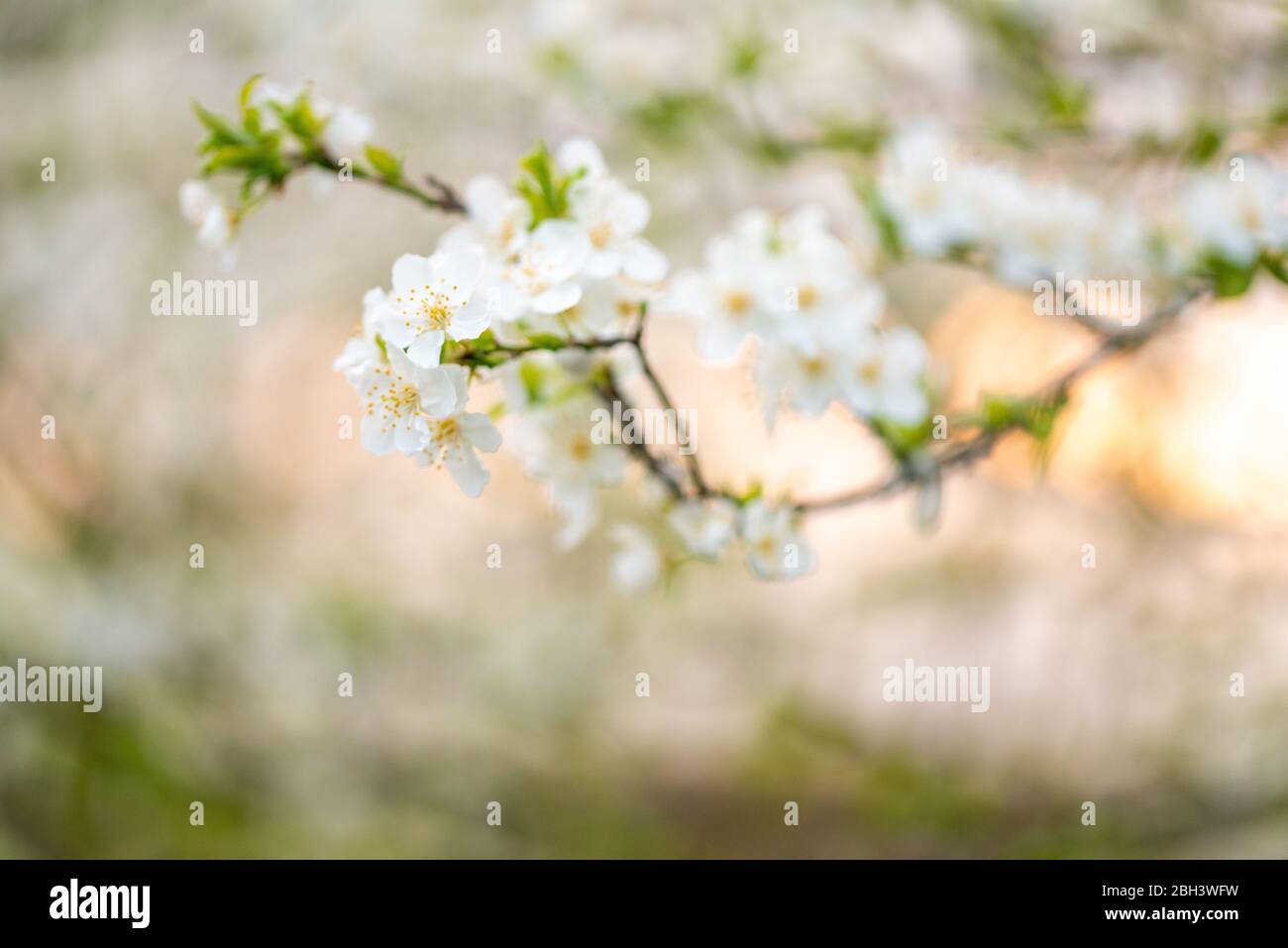 Tree blossom in full bloom. Cherry flowers in small clusters on a fruit tree branch, fading in to white. Shallow depth of field. Focus on center flowe Stock Photo