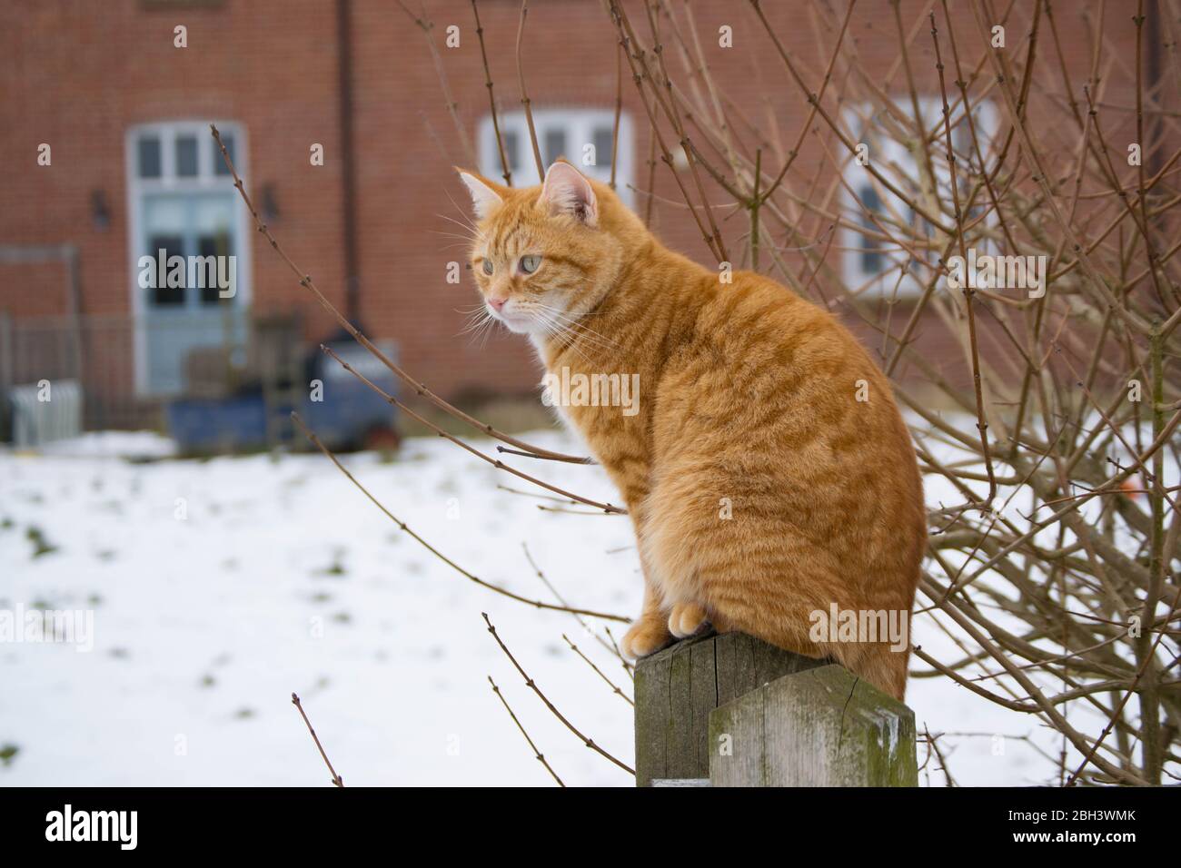 A ginger cat against a blurred snowy background Stock Photo