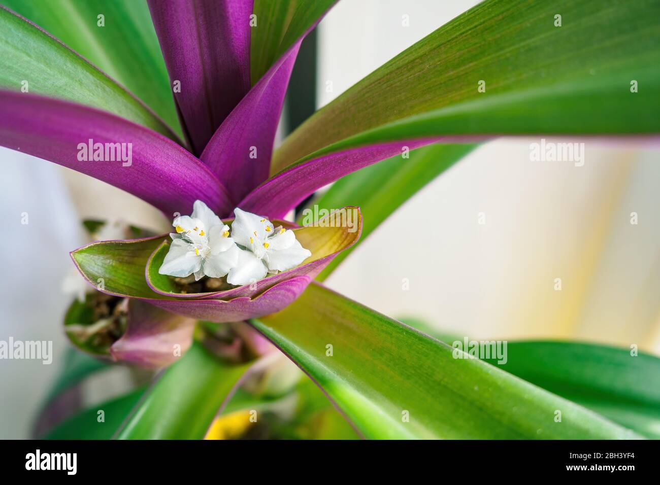 White flower of the boat lily or Mosesinthecradle. Tradescantia