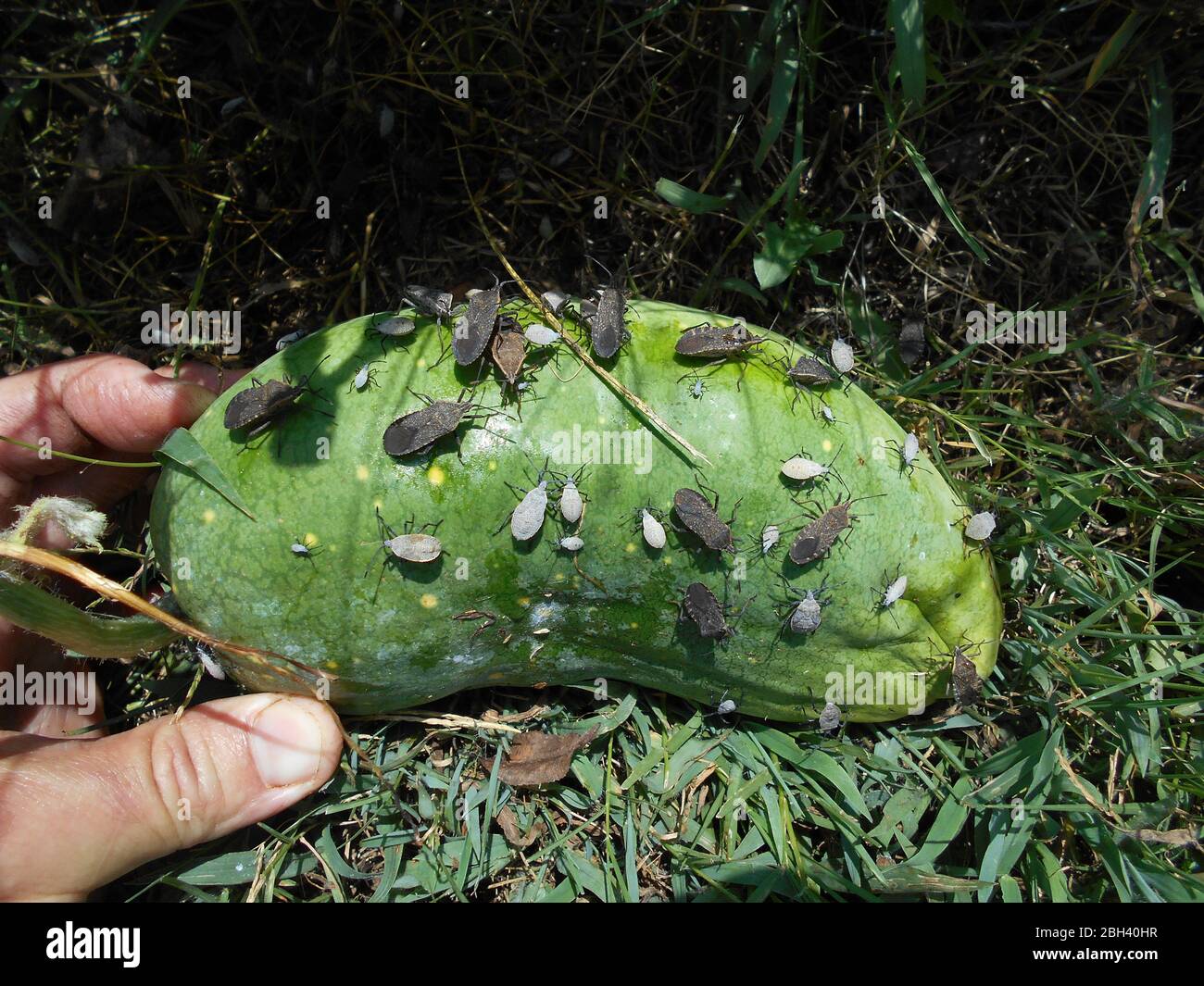 Squash bugs that have invaded a garden seen on a melon Stock Photo Alamy