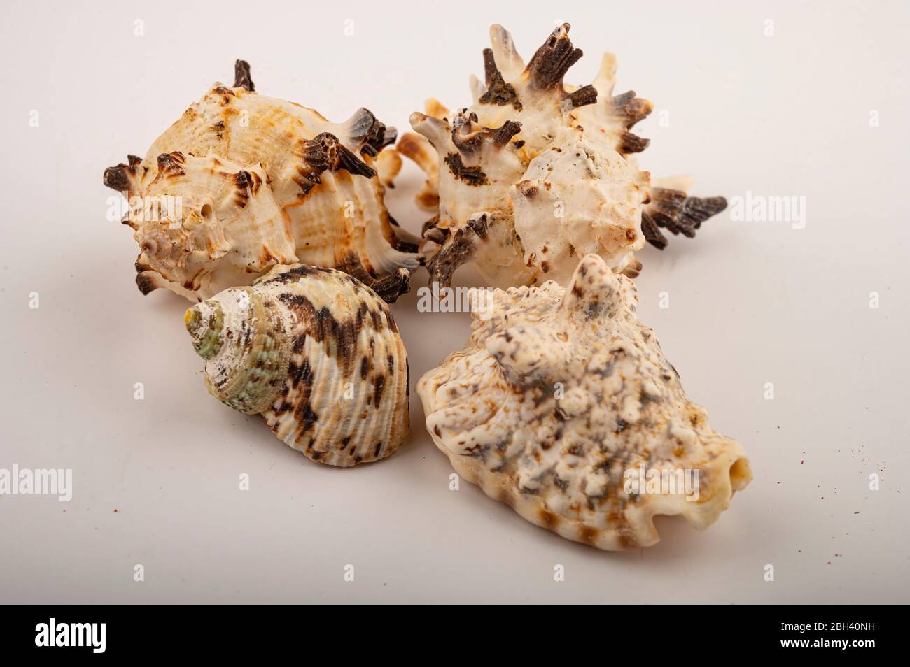 Different seashells on a white background. Close up Stock Photo
