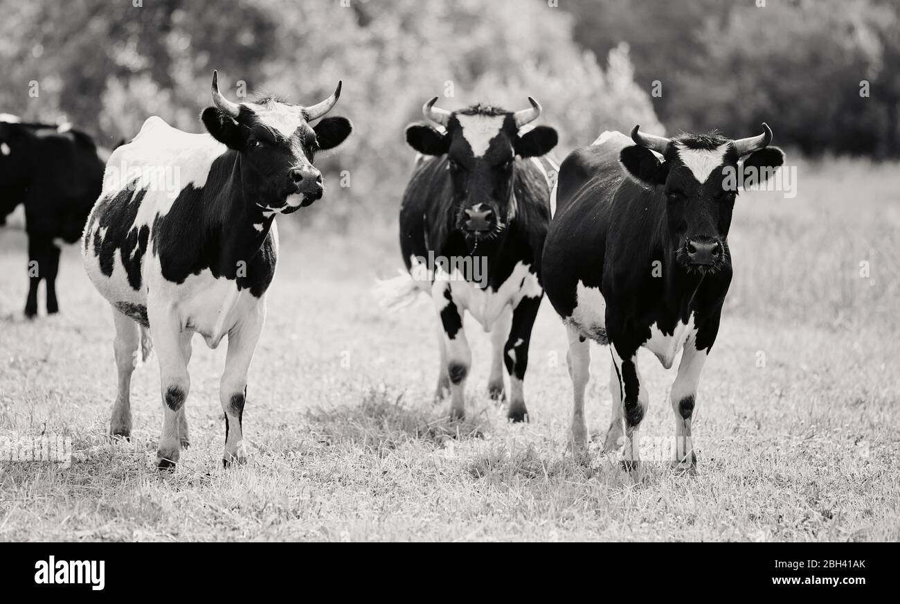 Not the color image of three young black-and-white bull-calves on a pasture. Stock Photo
