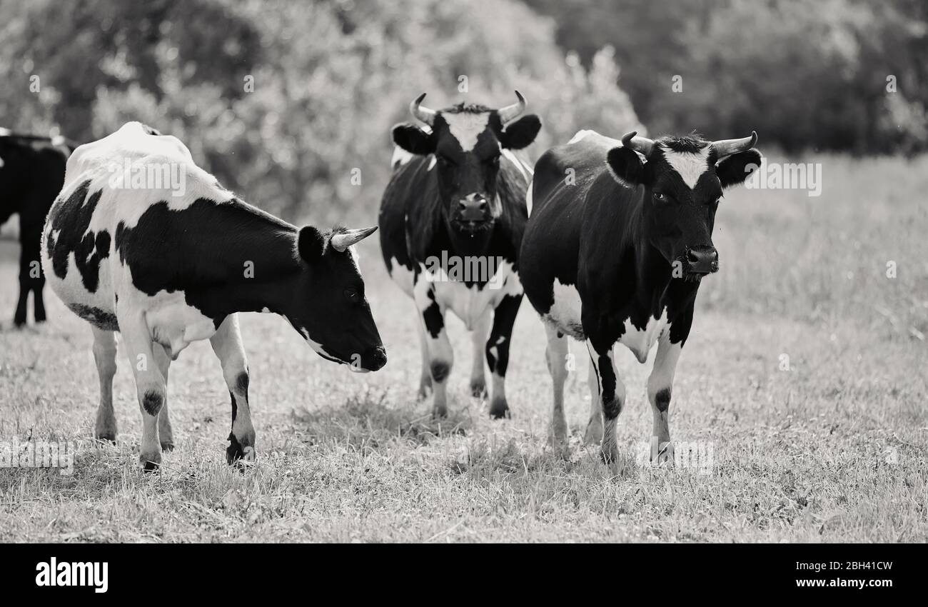 Not the color image of three young black-and-white bull-calves on a pasture. Stock Photo