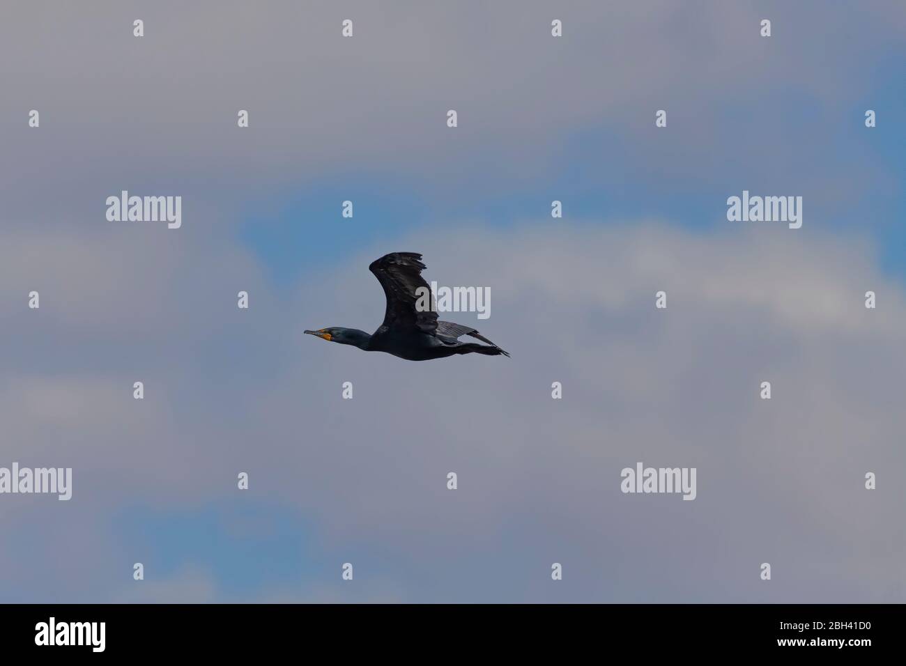 Cormorant in flight. Every spring, large flocks of cormorants fly to