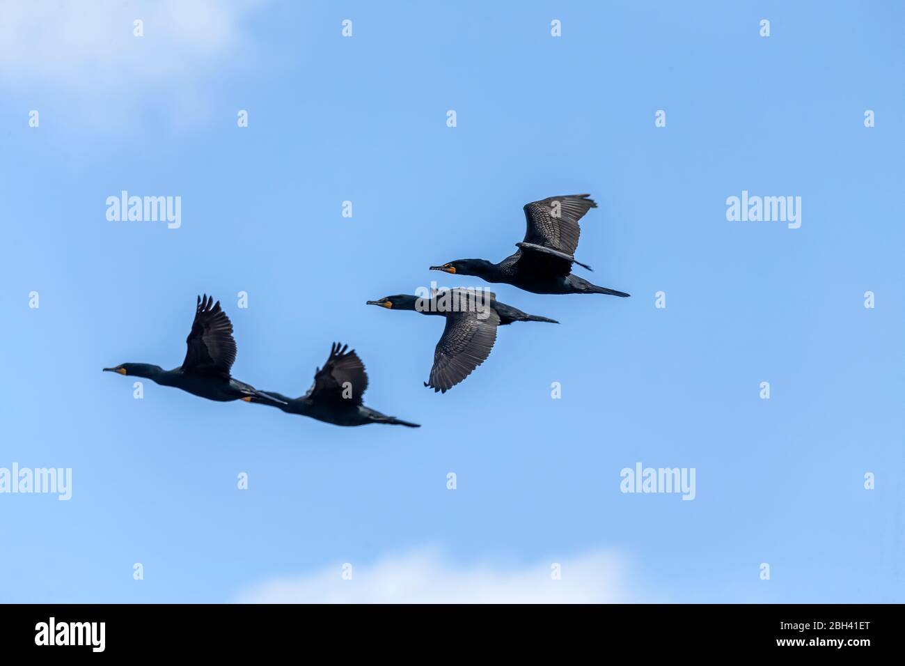 Cormorant in flight. Every spring, large flocks of cormorants fly to