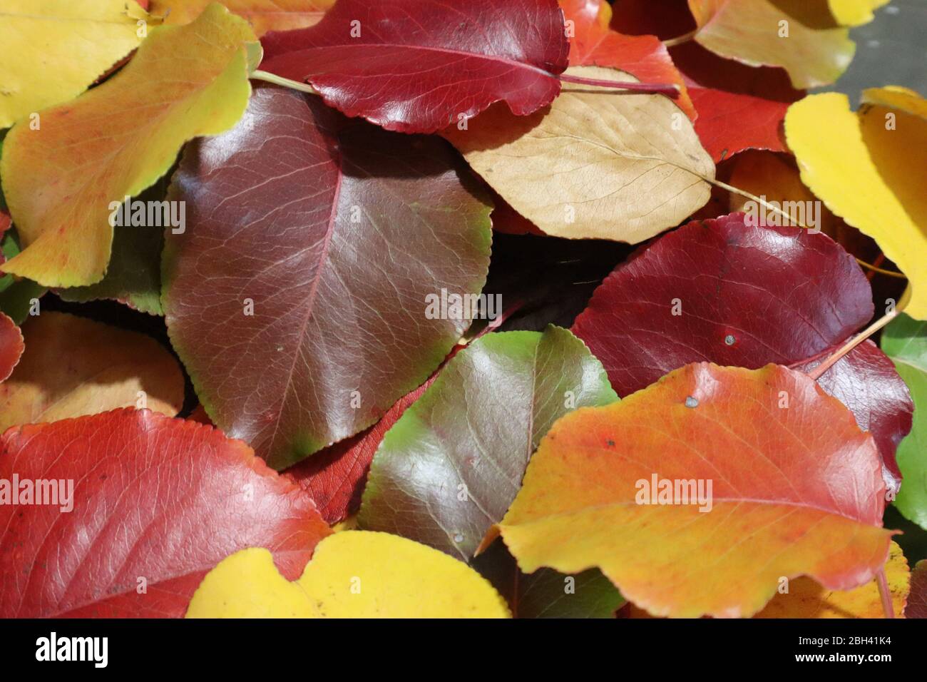 Closeup of the glossy and colorful autumn leaves of a Callery pear tree