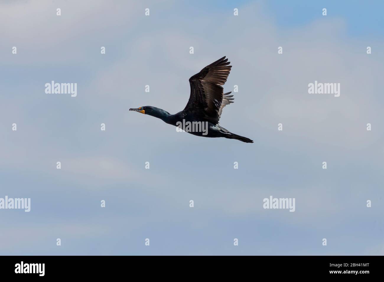 Cormorant in flight. Every spring, large flocks of cormorants fly to