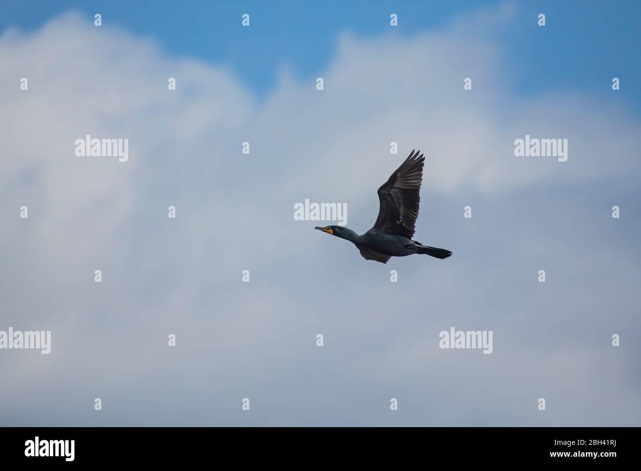 Cormorant in flight. Every spring, large flocks of cormorants fly to