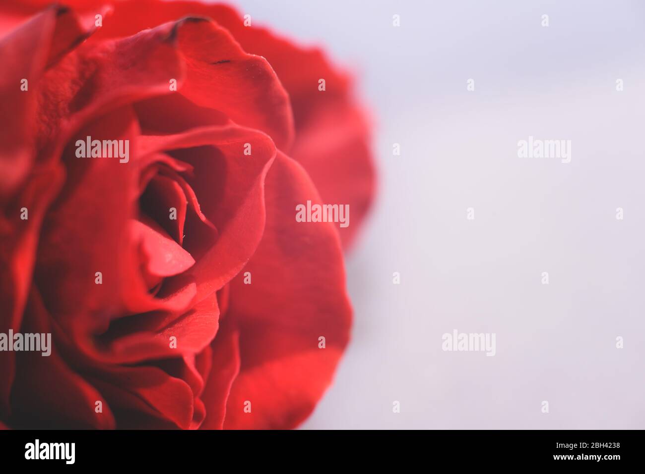 Macro view of part of a beautiful red rose on the light background. Space for text. Stock Photo