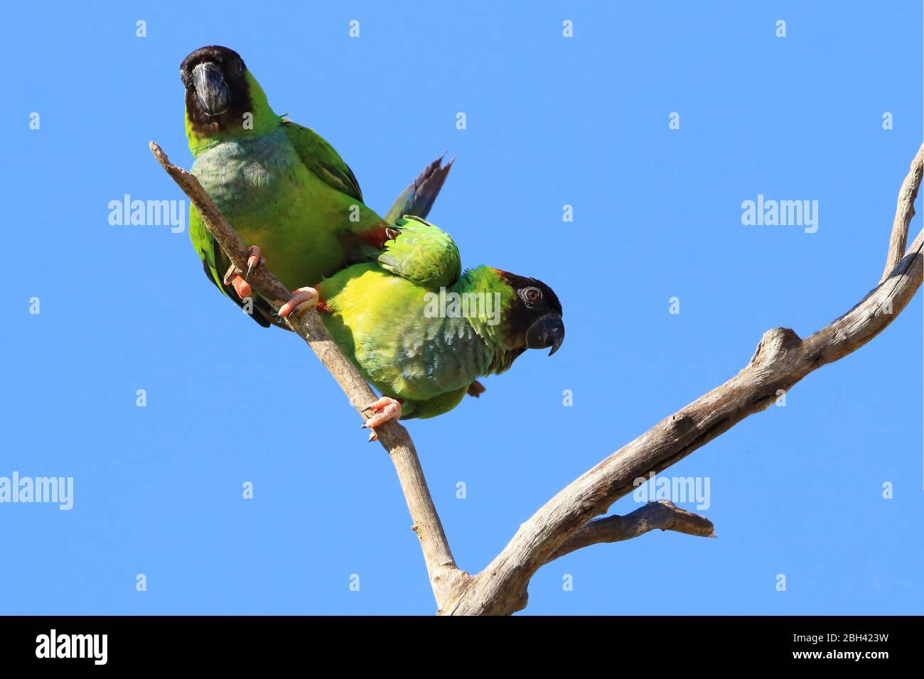 couple of Nanday Parakeet (Aratinga nenday) perched together on a branch. Bonito, Mato Grosso do Sul, Brazil Stock Photo