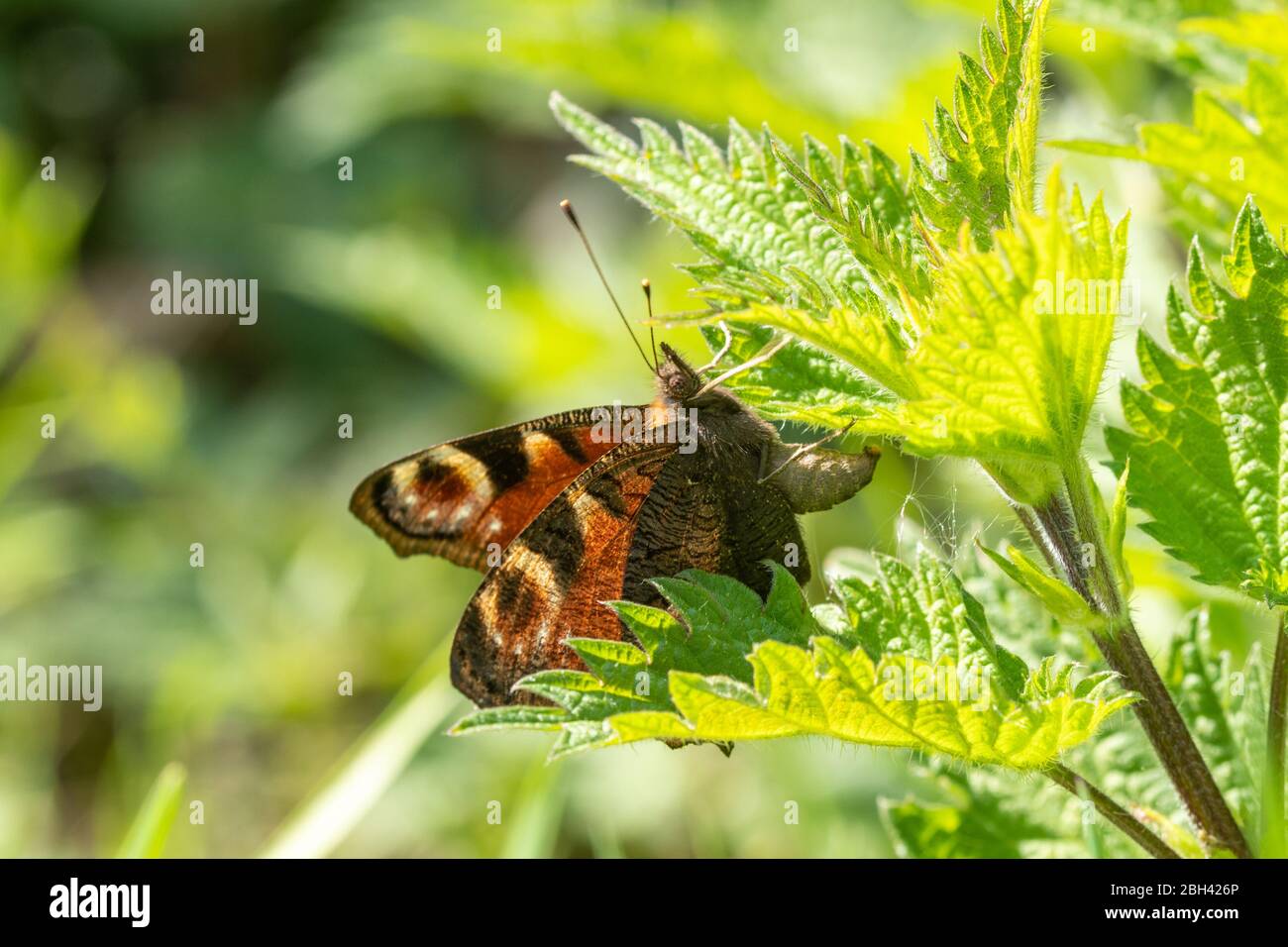 Peacock butterfly (Aglais io) ovipositing (laying eggs) on the larval