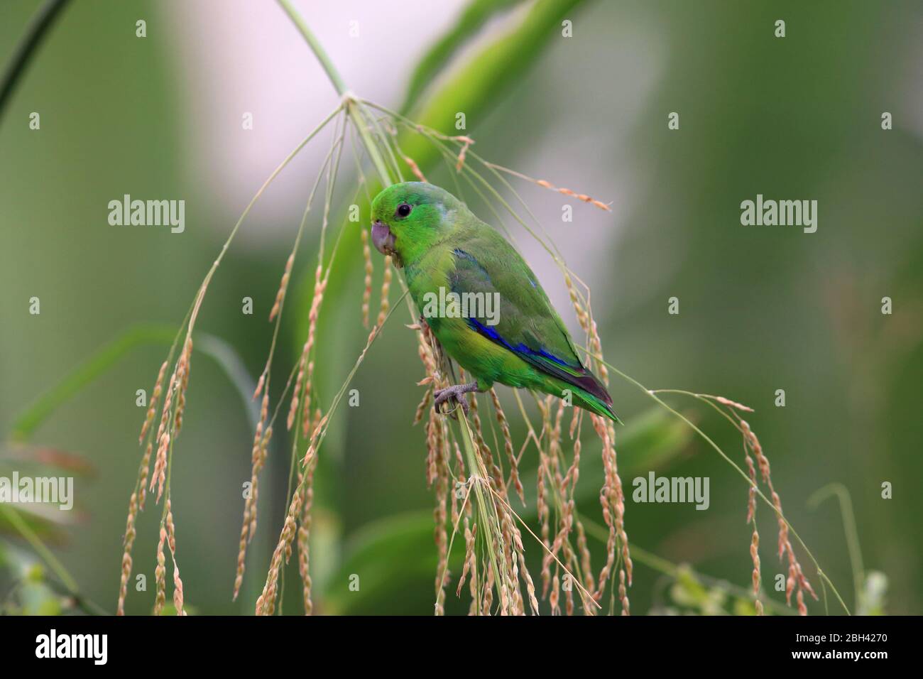 photo of the Blue-winged Parrotlet perched on a grass branch with blurred background Stock Photo