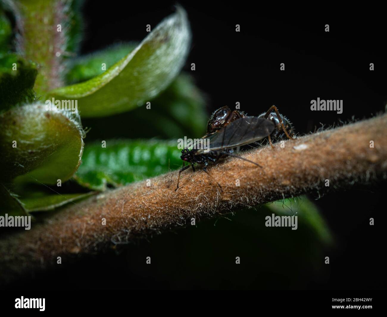 Ant tending an aphid Stock Photo