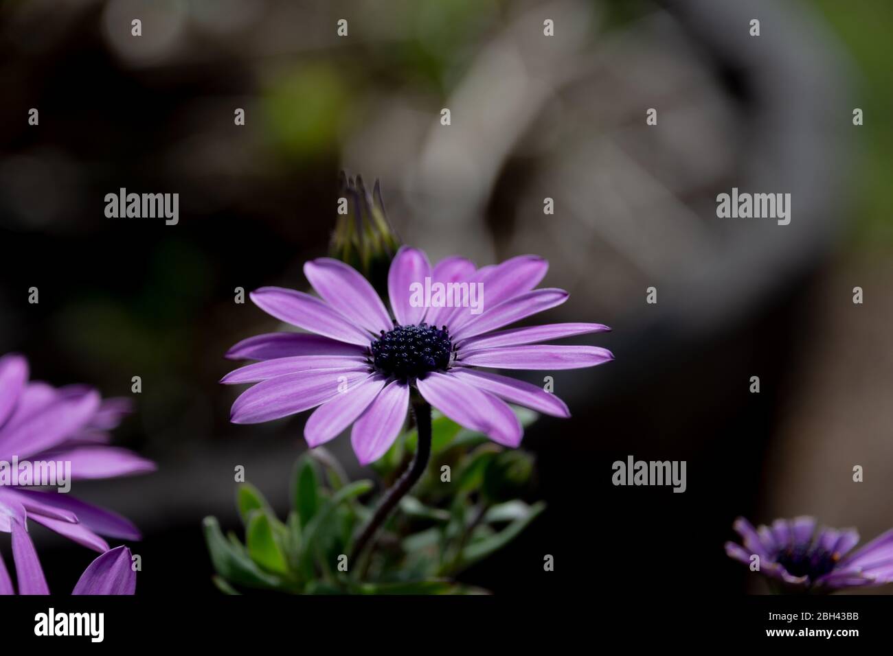 African daisy flower with a blurred background. This flower has purple petals and a deep purple stigma Stock Photo