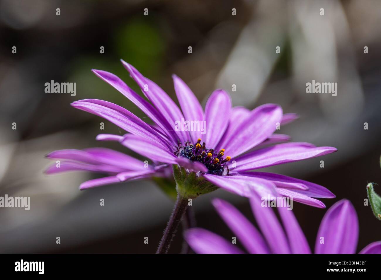 Purple African daisy flower with yellow stigma beginning to open up showing pollen on the tips Stock Photo
