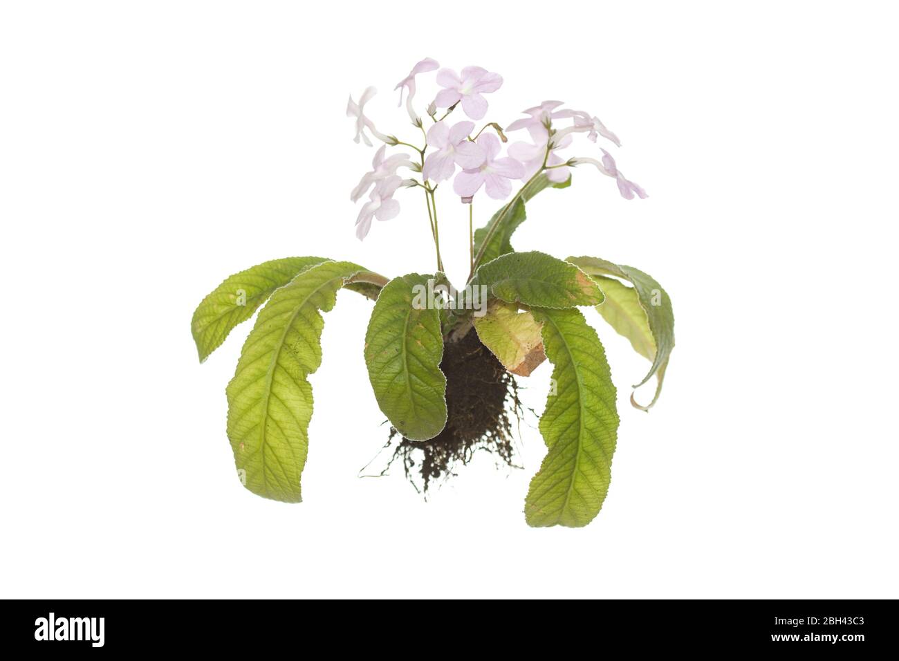 whole flowering streptocarpus plant with roots on isolated white background Stock Photo