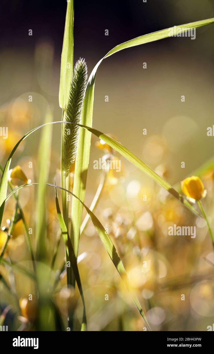 Wild grass - Timothy-grass (Phleum pratense) in the sunlight. Stock Photo
