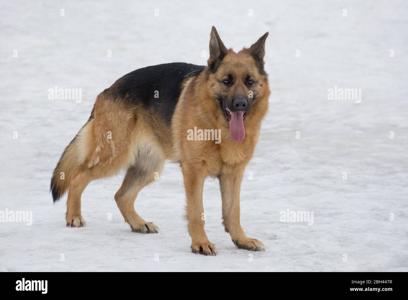 Cute german shepherd dog is standing on a white snow in the winter park ...