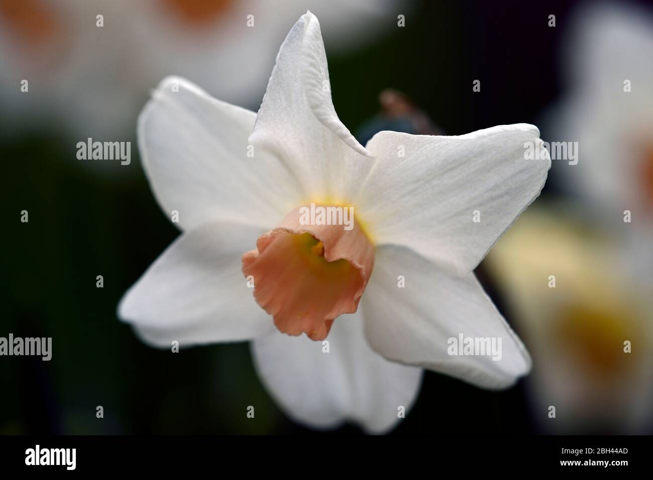 Narcissus Bell Song,Jonquil Daffodil,outer petals ivory-white,pale yellowish-pink cups,spring,garden,flowers,scented,perfumed,RM Floral Stock Photo