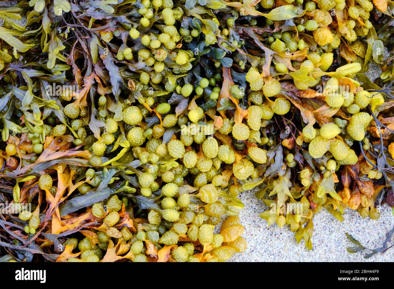 Bladderwrack (Fucus vesiculosus) seaweed closeup. Fucus vesiculosus, is a seaweed found on the coasts of the North Sea Stock Photo