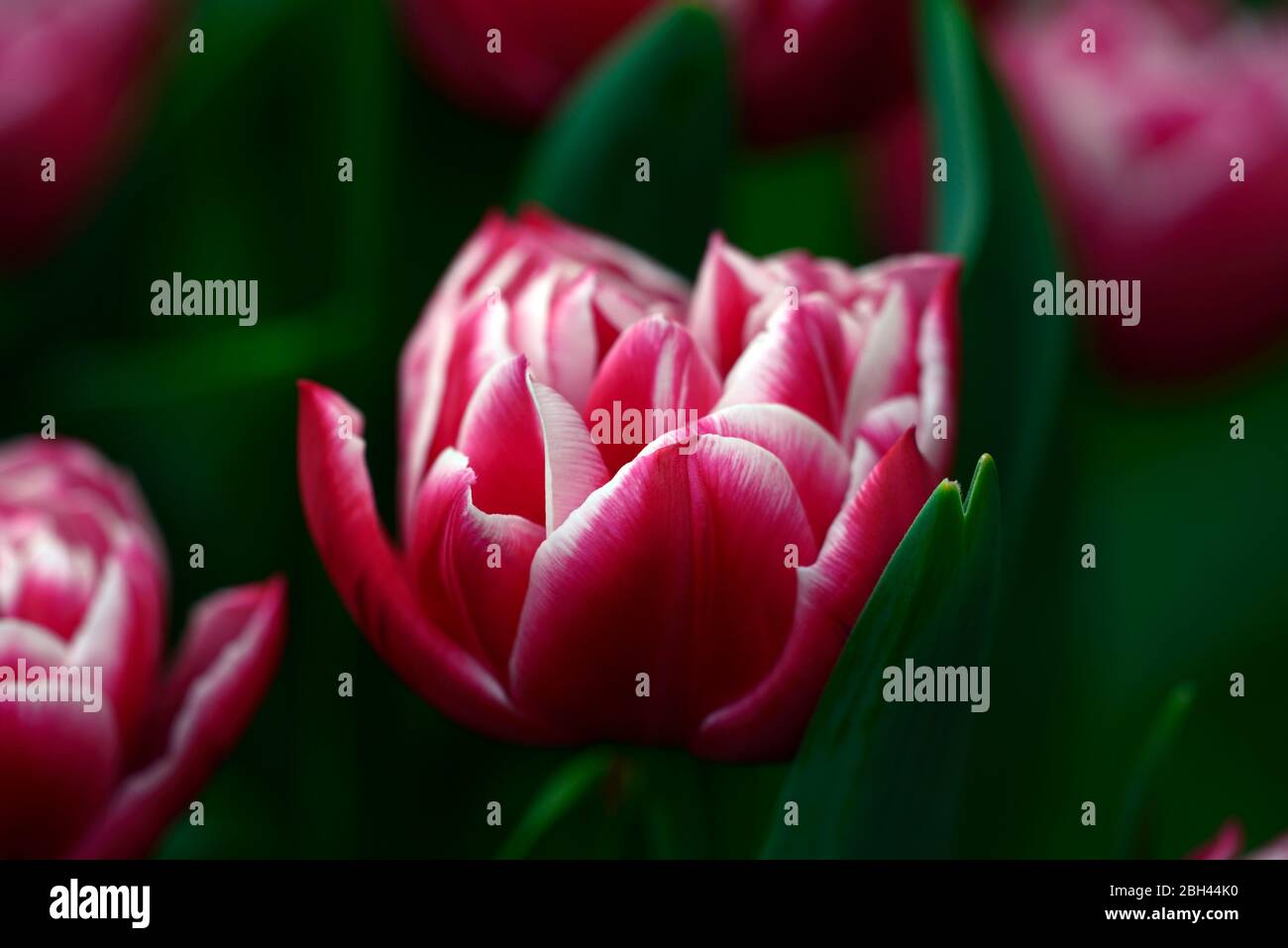 Tulipa Dream Touch Pink White Double Flowers Peony Like Tulip Flowering Tulips Tulip Double Flower Rm Floral Stock Photo Alamy