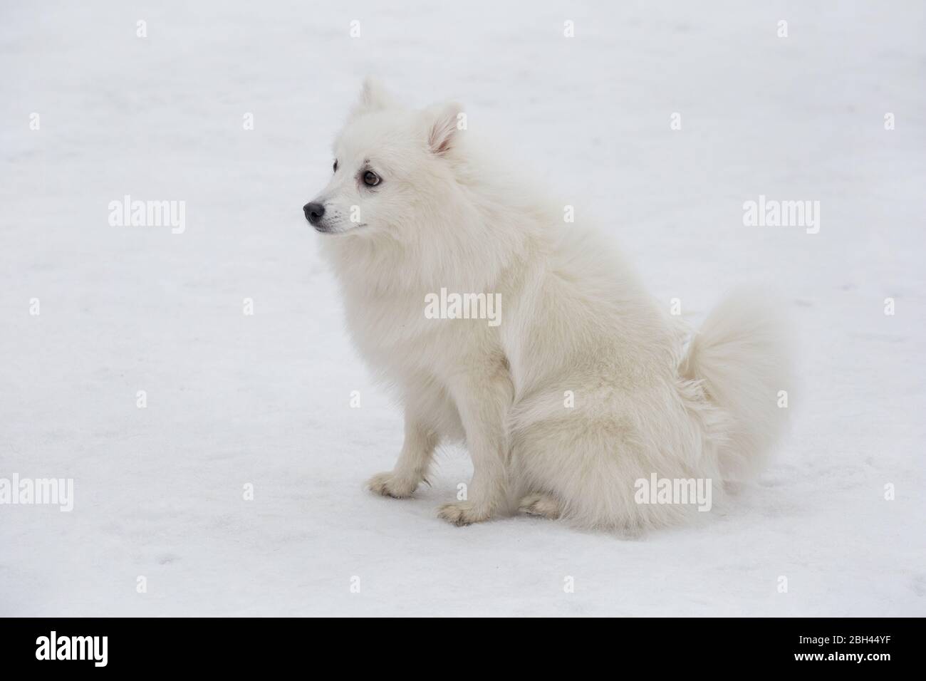 Cute japanese spitz puppy is sitting on a white snow in the winter park. Pet animals. Purebred dog. Stock Photo