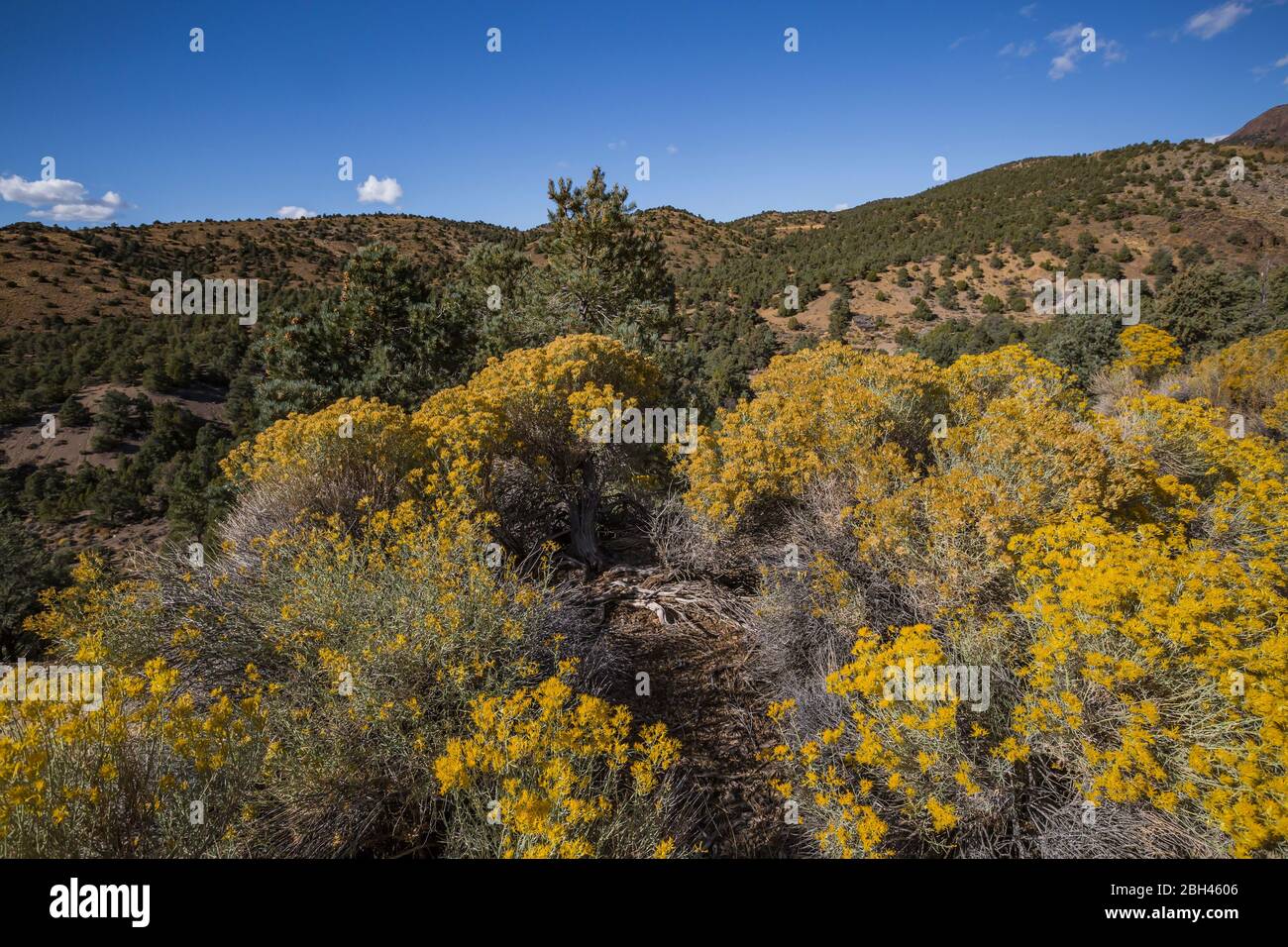 Rubber Rabbitbrush, Ericameria nauseosa, blooming in October in Berlin-Ichthyosaur State Park, Nevada, USA Stock Photo