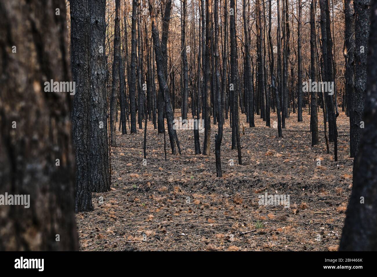Burned forest, charred trees, forest fires and environmental disaster Stock Photo