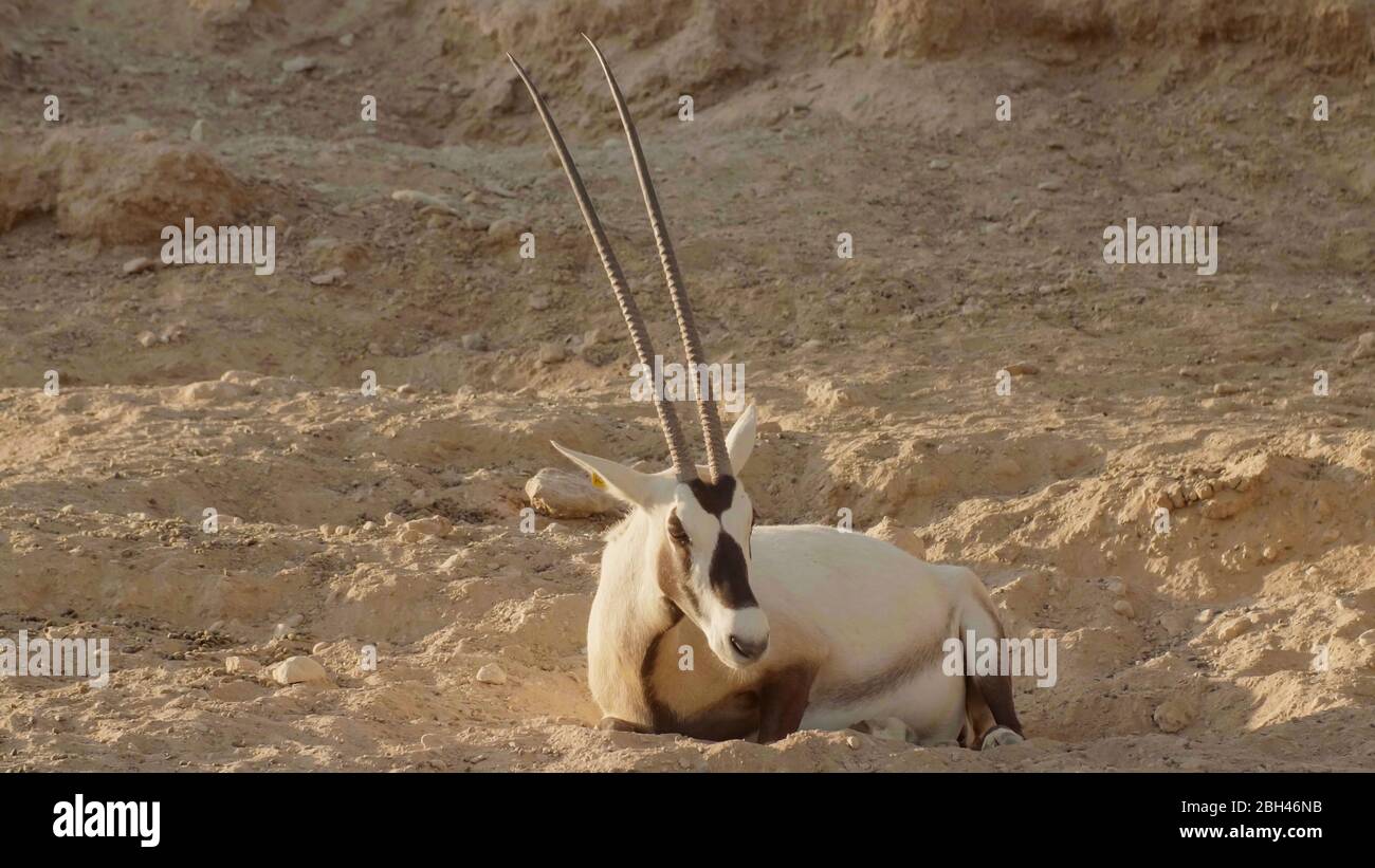 Arabian sand gazelle dubai hi-res stock photography and images - Alamy