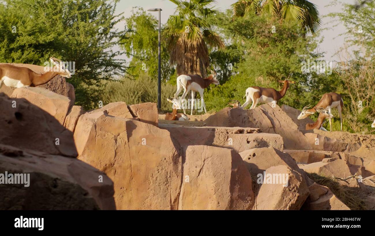 Arabian sand gazelle gazella hi-res stock photography and images - Alamy