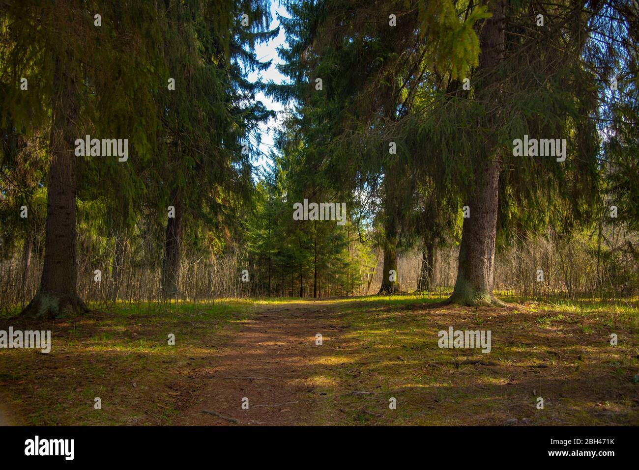 Forest path framed by green grass and tall trees Stock Photo - Alamy
