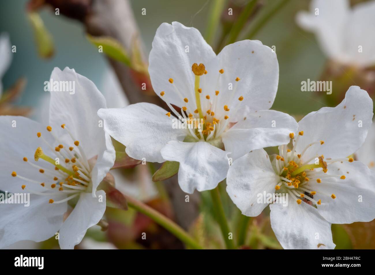 Close up of white cherry blossom in bloom Stock Photo