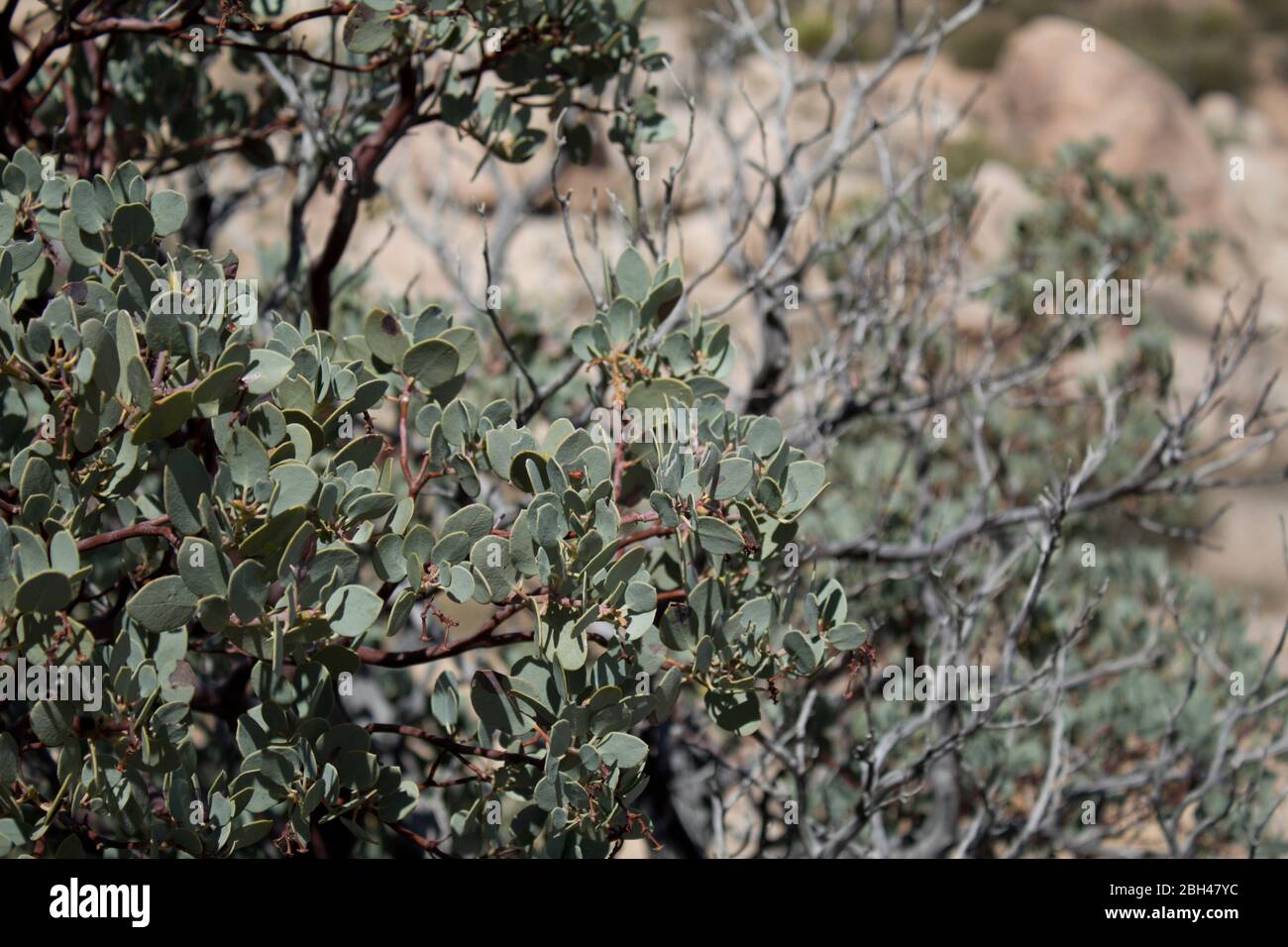 Big Berry Manzanita, Arctostaphylos Glauca, native shrub of Pioneertown Mountains Preserve in the Southern Mojave Desert. Stock Photo
