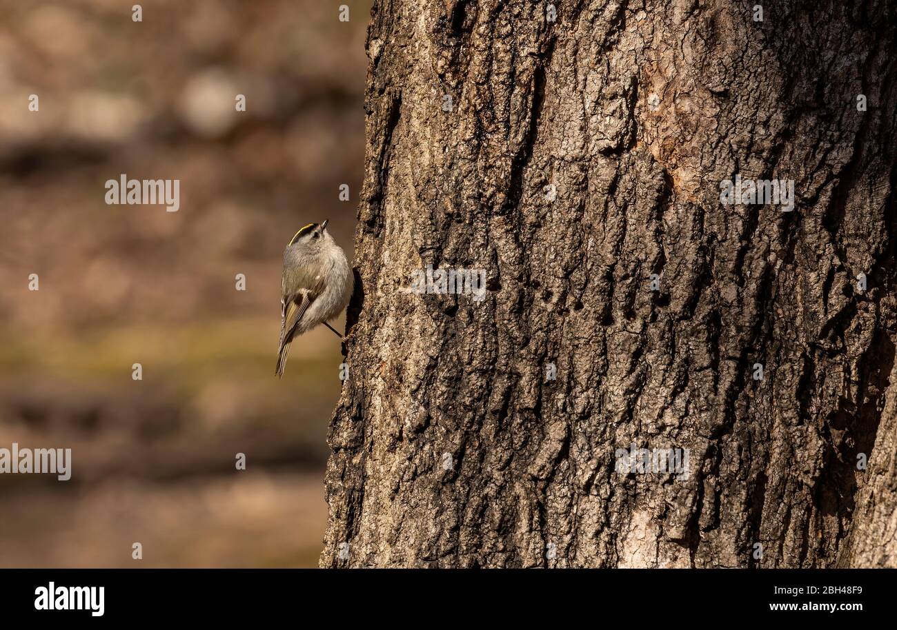 Golden-crowned Kinglet. In the spring, woodpeckers make holes in a tree from which sweet sap flows. Other birds also fly to these places, drinking thi Stock Photo