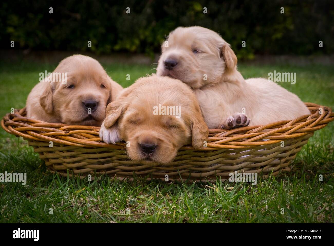 3 Golden retriever puppies photos Stock Photo