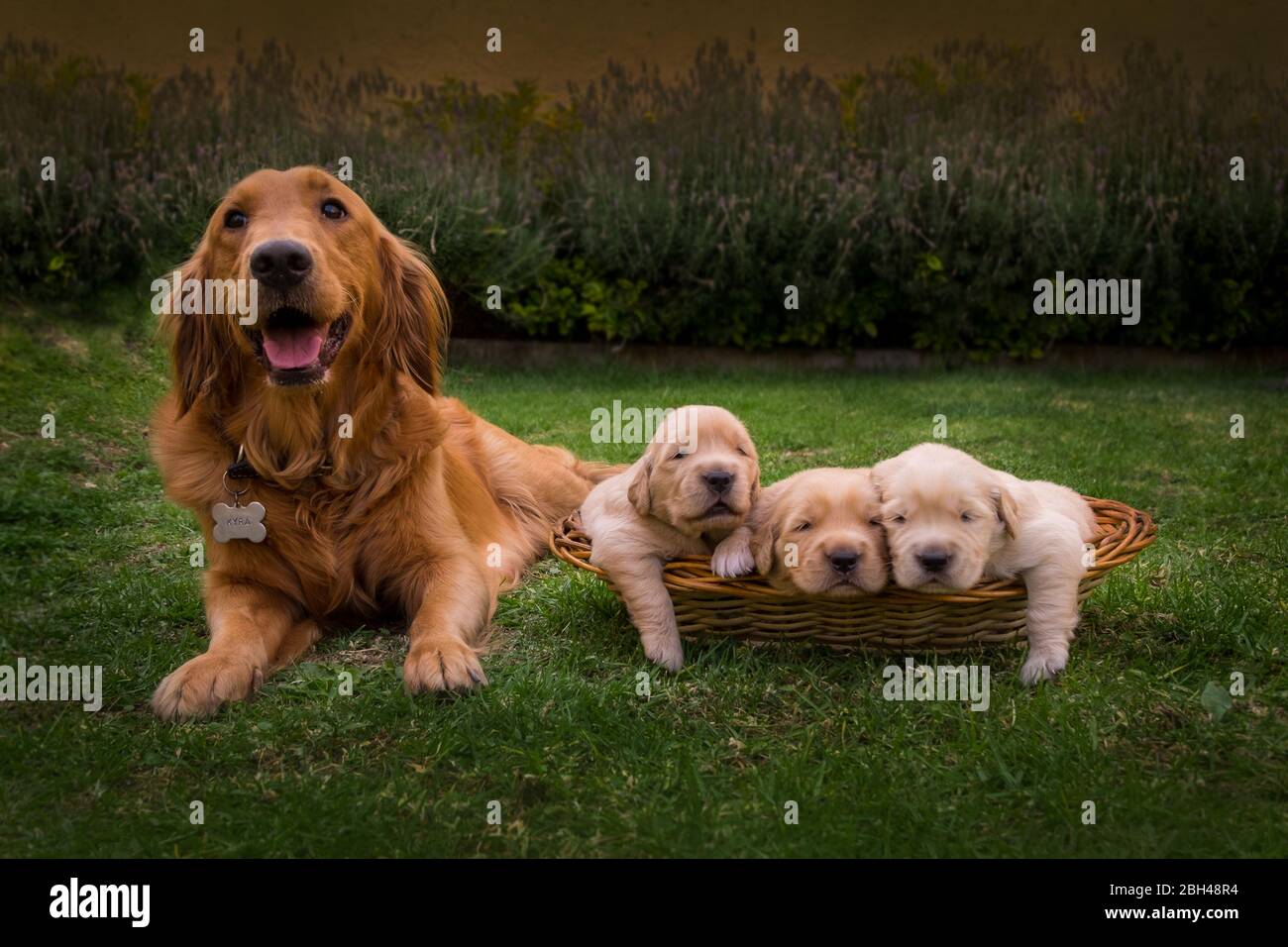 Golden Retriever Puppies Hi res Stock Photography And Images Alamy Golden Retriever Puppies Hi res Stock Photography And Images Alamy