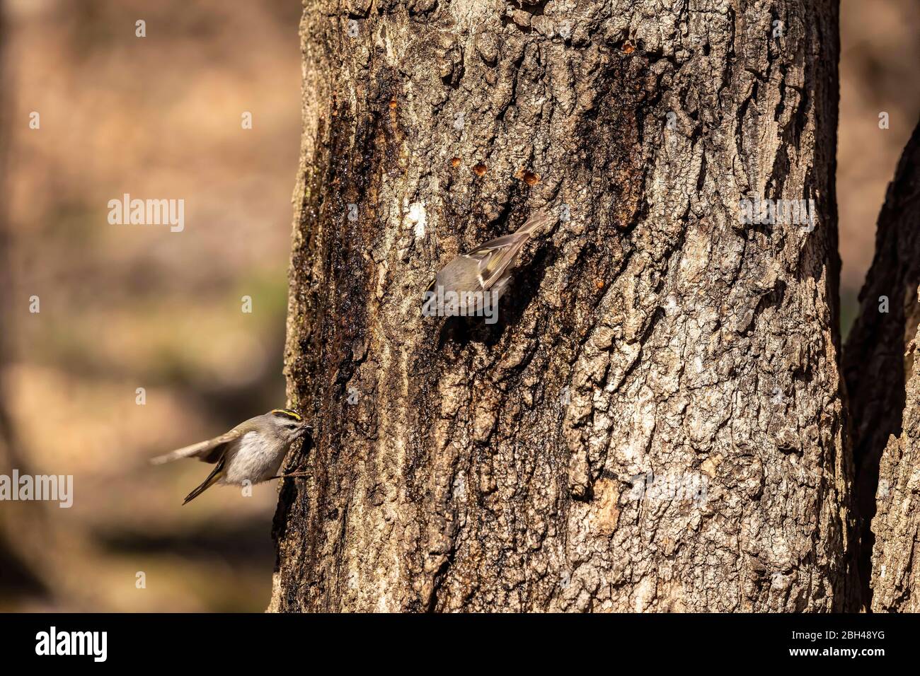 Golden-crowned Kinglet. In the spring, woodpeckers make holes in a tree from which sweet sap flows. Other birds also fly to these places, drinking thi Stock Photo