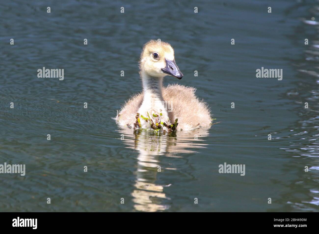 A Canada Goose Chick Swims on His Own in a Pond in Jacksonville Beach, Florida Stock Photo
